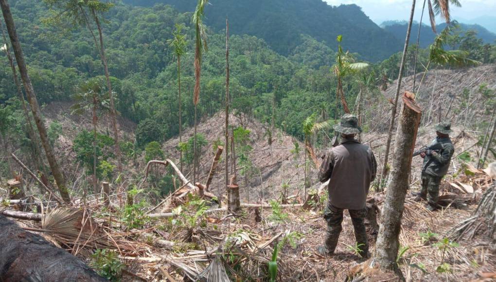 De igual forma se aseguró una zona de una 30 hectáreas en las que ya habían cortado una buena cantidad de árboles para luego sembrar más arbustos de coca. 