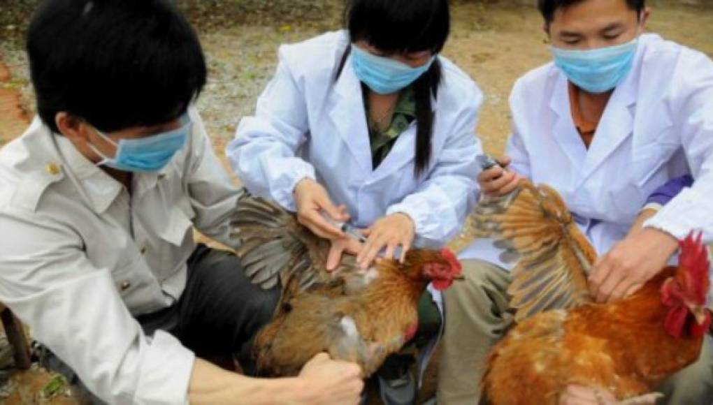 La gripe aviar H7N9 podría emerger como una pandemia