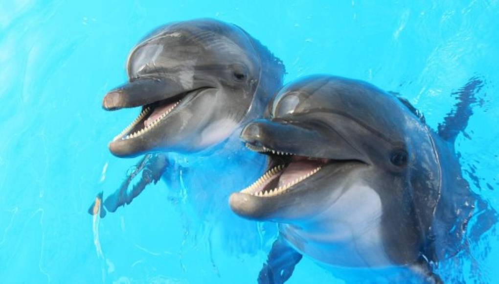 Delfines y ballenas 'hablan' como los humanos