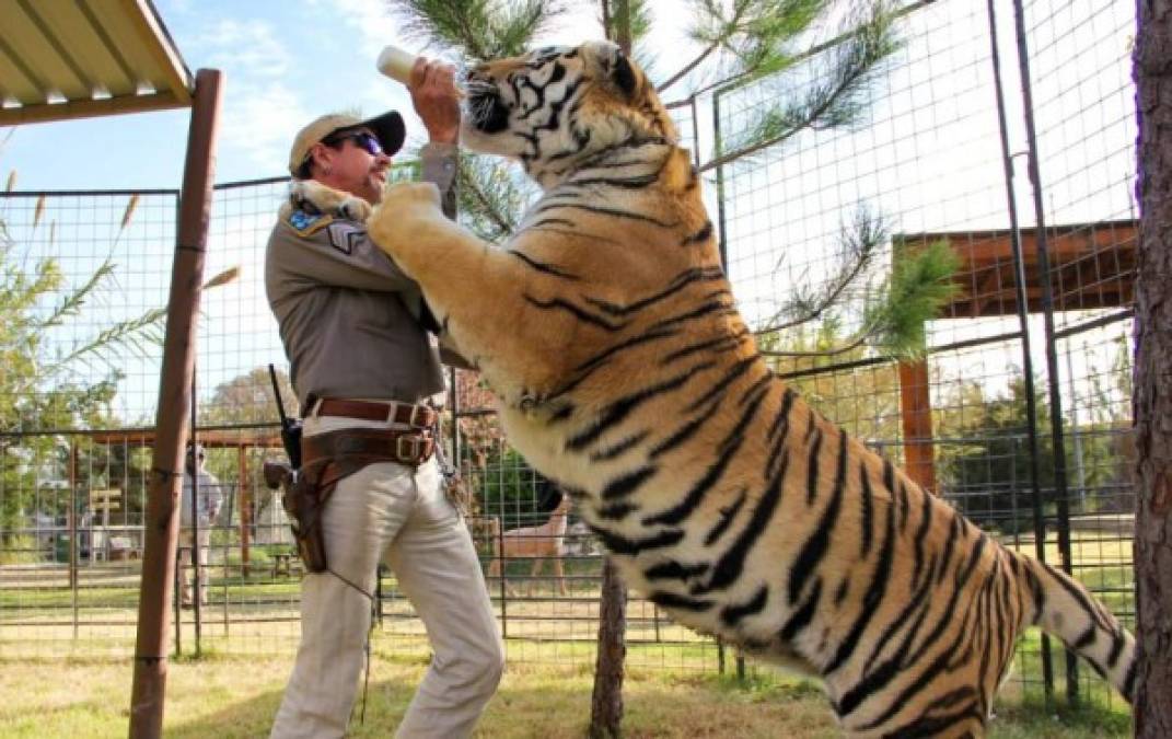 Aunque la serie no se enfoca en el drama entre ambos, sí enseña la locura de los dos lugares. En el caso de Joe Exotic hasta se ve cuando un tigre le arranca el brazo a uno de los cuidadores, el consumo de metanfetaminas y otros crímenes y delitos.