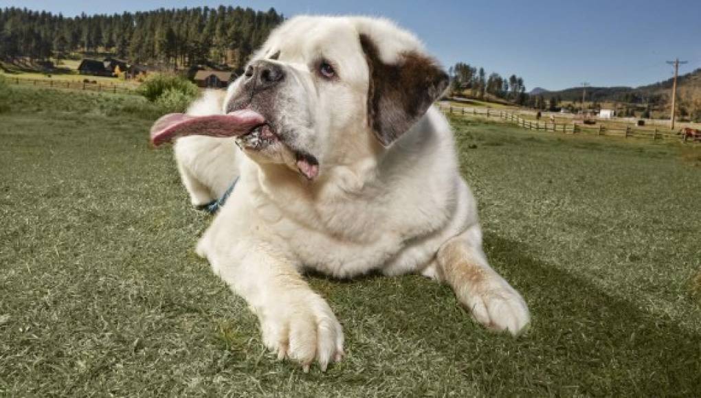 Mochi, la perra con la lengua más larga