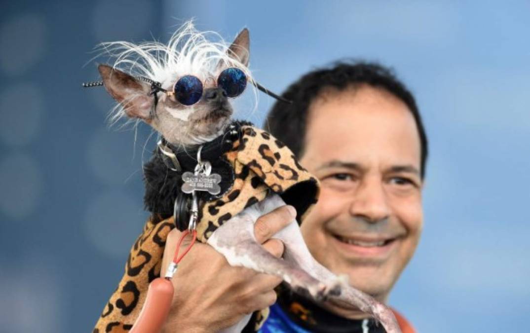 Rascal Deux, un habitué del concurso que llevaba lentes de sol y una manta leopardo para cubrir su piel sin pelo, ocupó el segundo lugar, por delante de una peluda perra pekinesa.