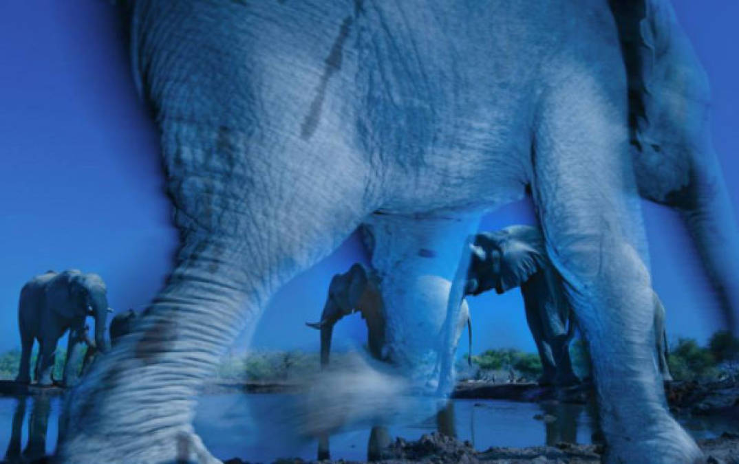 La esencia de los elefantes. Fotografía ganadora del concurso realizada en el Coto de Tuli en Botswana. 'Quería captar una imagen que mostrara la energía de estos animales y lo que yo siento cuando estoy cerca de ellos' comenta Greg du Toit.