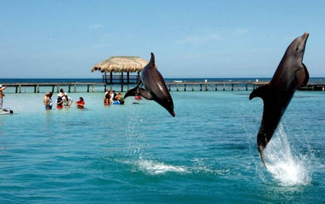 El show de delfines es una de las principales atracciones en Roatán.