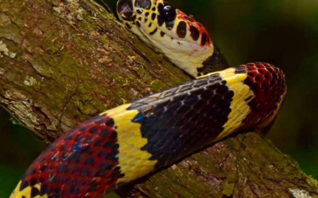 La serpiente de coral de árbol falso (the false tree coral snake), no había sido reportando en Honduras desde 1965, sin embargo, en la última expedición en La Mosquitia fue redescubierto.