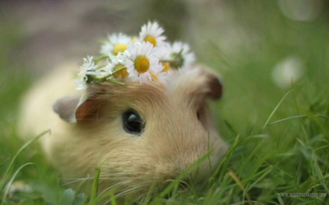 ¿Puede un hamster ser más tierno? ¡Claro!, solo hacen falta unas cuantas flores.