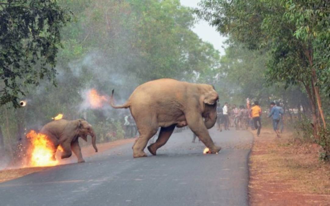India. Elefantes en llamas. Una turba prendió fuego a una elefante y su cría para alejarlos de su asentamiento en el distrito de West Bengal.