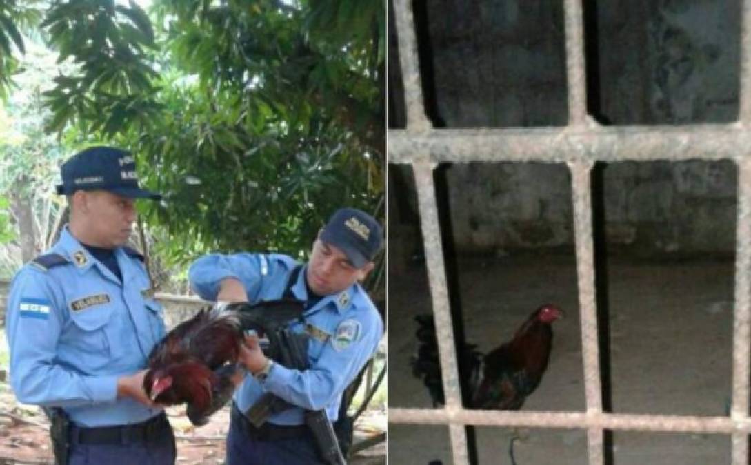 Un gallo ha provocado que dos vecinos de Trujillo, Colón, se amenacen hasta la muerte. La Policía Nacional ha tenido que intervenir y llevarse el animal a una celda para poder controlar el conflicto entre los hombres. El dueño del gallo defendió al animal de que su vecino lo golpeara porque se sube a los árboles de su casa.