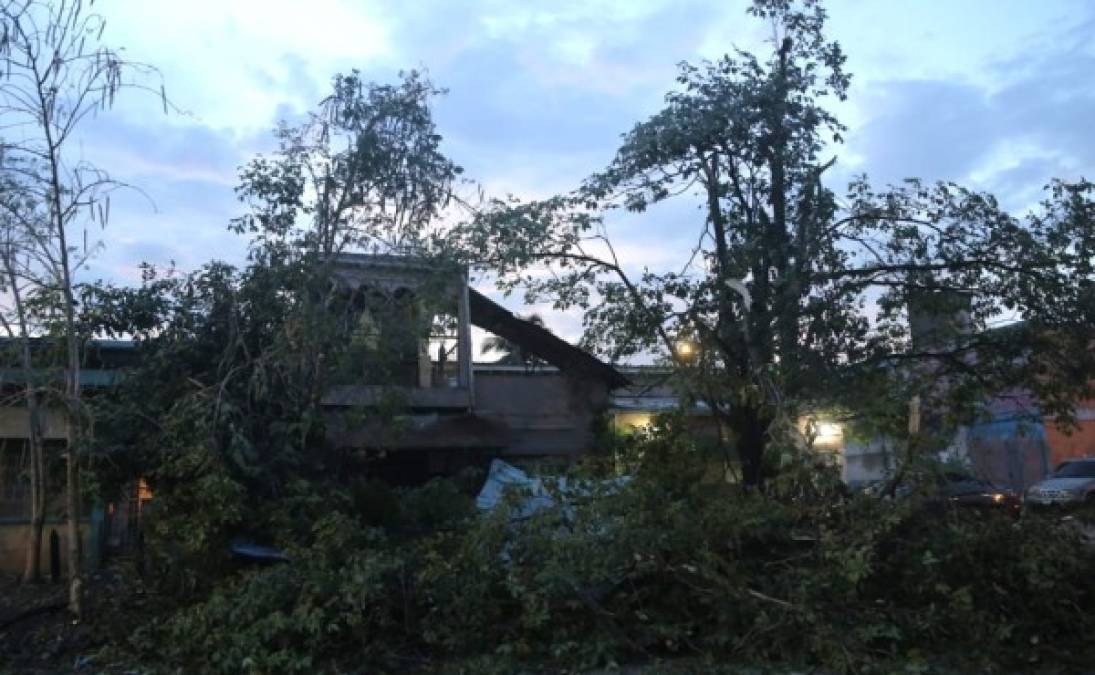 Varios árboles también cayeron frente a casas. Los bomberos se desplazaron para remover los restos, pero los daños eran demasiados.