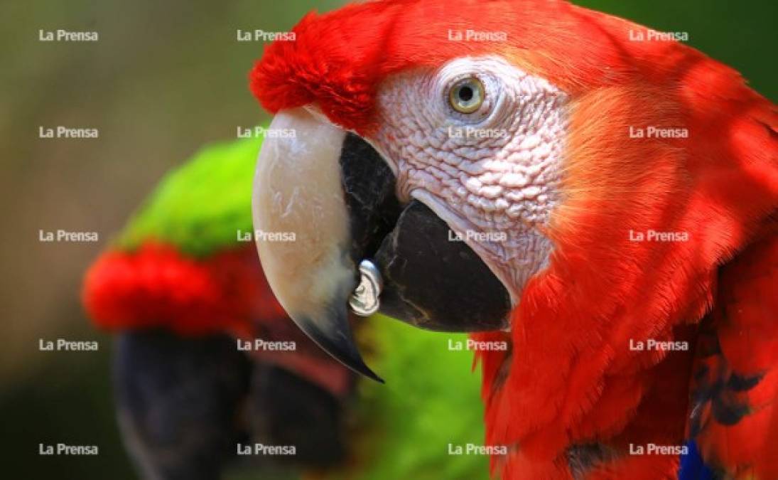 Visitado por más de cinco mil personas mensuales, el parque de aves Macaw Mountain es uno de los atractivos que ha ido ganando fama de boca en boca por la belleza de flora y fauna con la que cuenta.