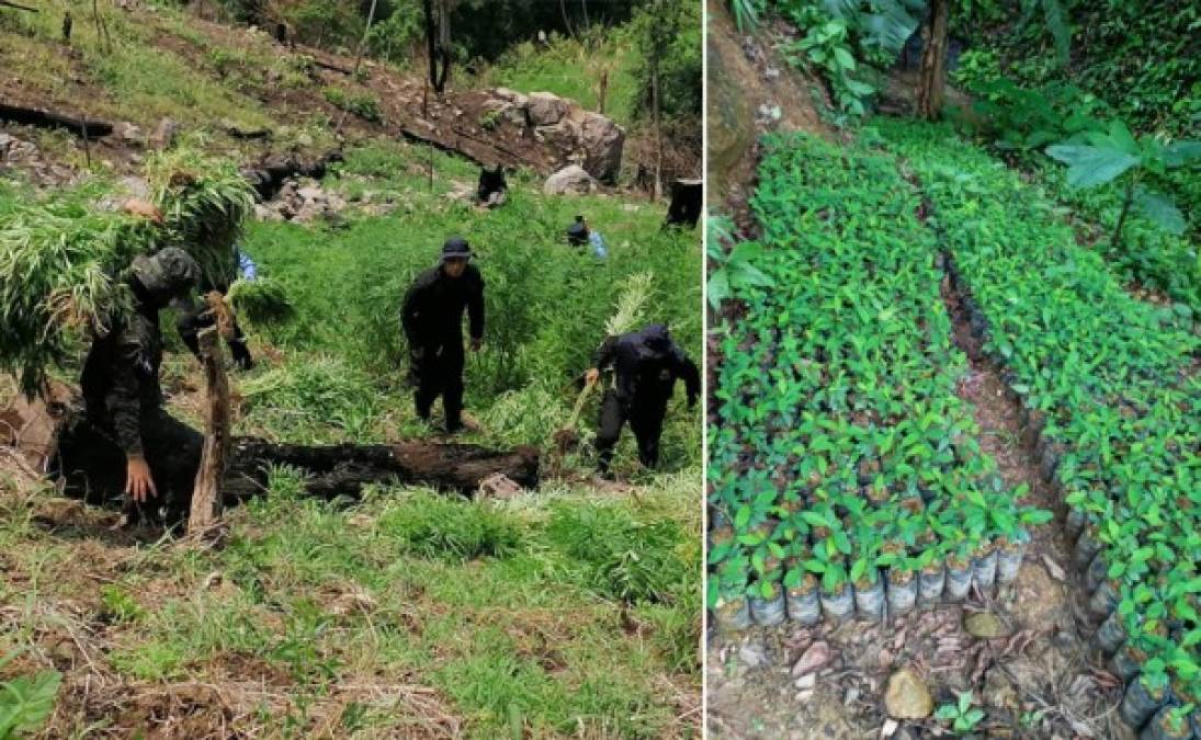 Honduras reportó este sábado el hallazgo de aproximadamente nueve manzanas de tierra en las que habían plantaciones de hoja de coca y viveros con pequeñas plantas de coca.