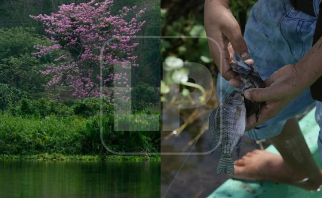 Era un ecosistema perfecto. La abundante cantidad de agua mantenía verde los árboles que estaban a su alrededor; también se podía pescar.