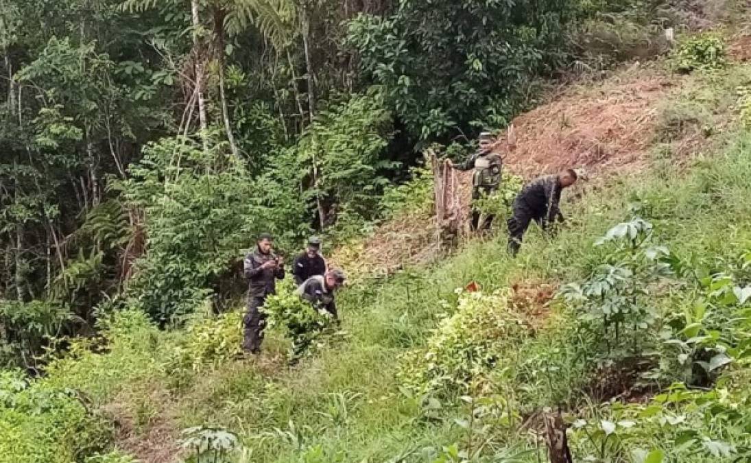 Las plantaciones de hoja de coca fueron destruidas por soldados de las Fuerzas Armandas de Honduras.