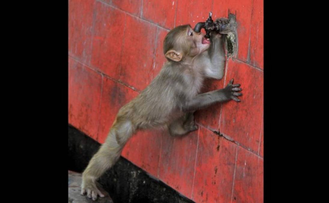 Los animales también sufren por la ola de calor que afecta al país.