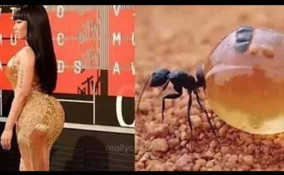 El trasero de Miley Cyrus comparado con el de una hormiga.