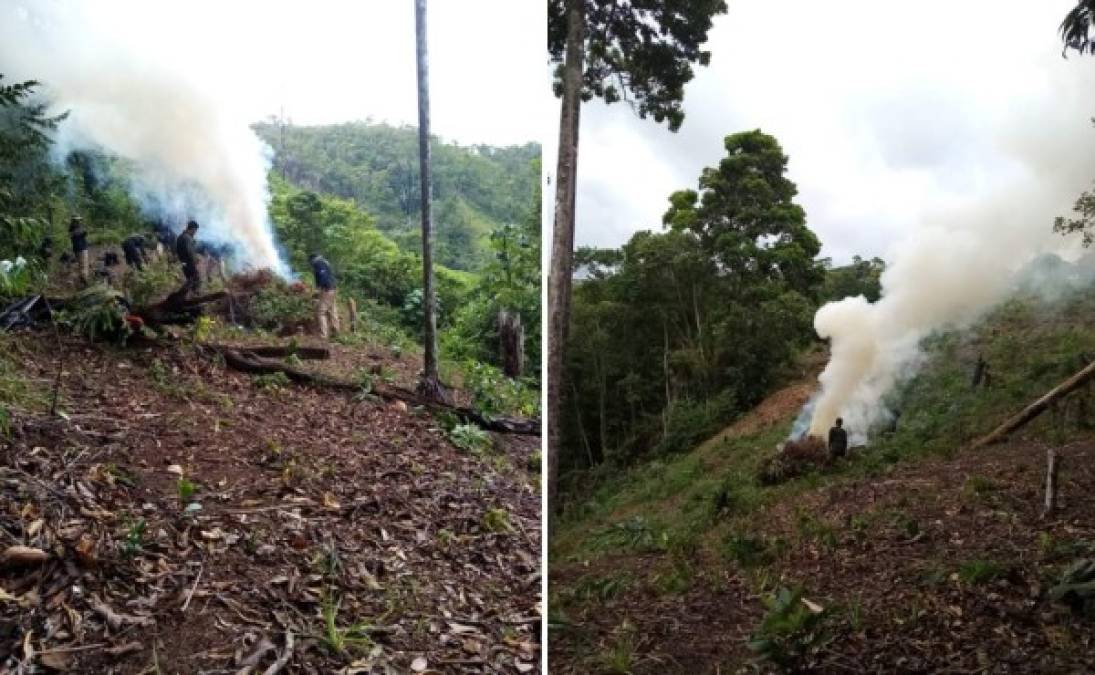 La hoja de coca, la cual posteriormente se procesa para hacer cocaína, está siendo cultivada en los departamentos de Colón y Olancho. La acción es ilegal, por lo que se montan operativos a diario en combate al narcotráfico en Honduras.