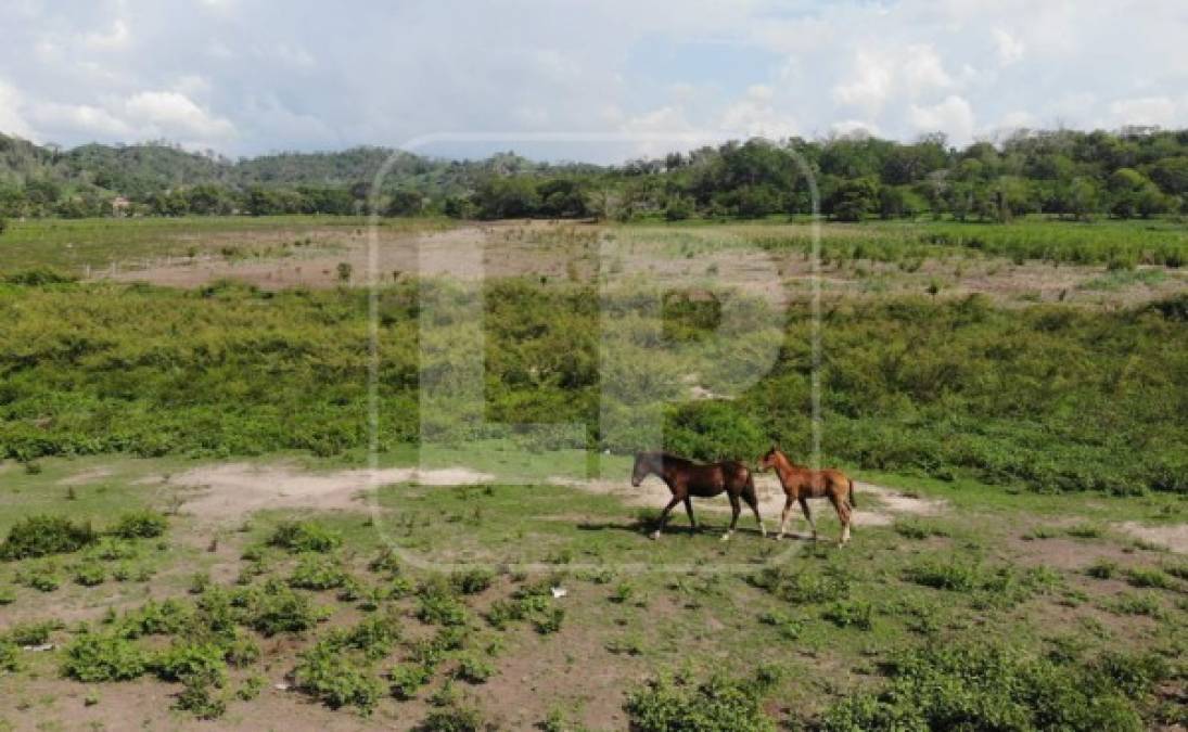 Esta panorámica muestra que el espejo de agua desapareció y ahora predomina maleza en el lugar.