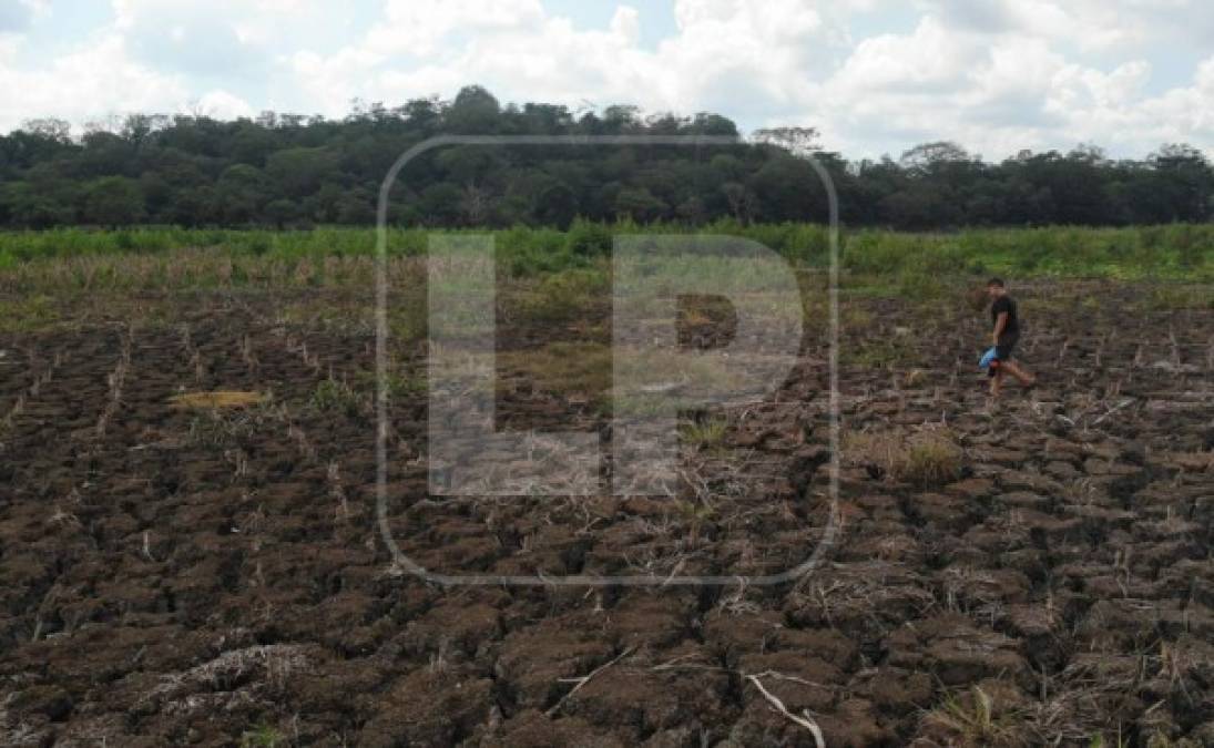 La investigación está en curso, pero es evidente el descuido, desinterés y la irresponsabilidad de los encargados de cuidar la riqueza natural del municipio.