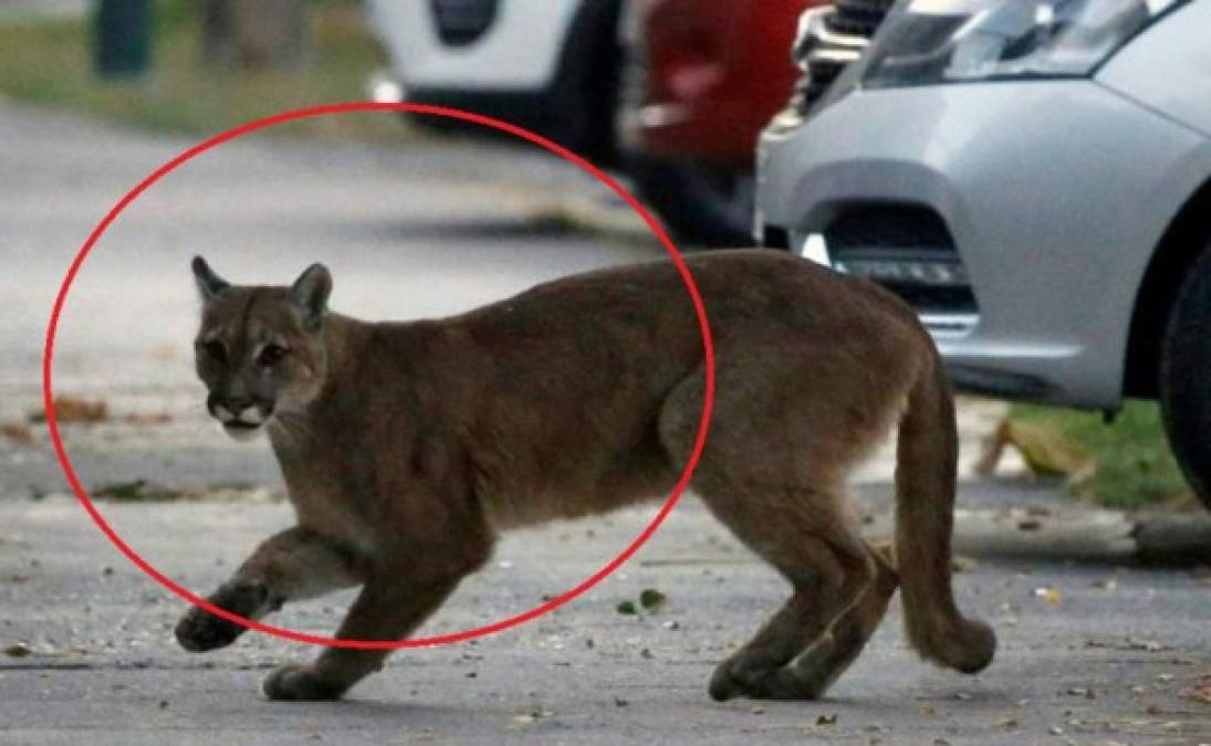 El puma sorprendió a los habitantes de la capital de Chile. El felino que fue capturado y llevado a un centro de rehabilitación de fauna.