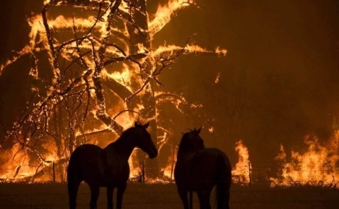 Lo que queda de la casa de Justin Kam y Helena Wong en Balmoral, Australia, en foto del 7 de enero del 2020. La vivienda era a prueba de incenidos, pero fue devorada por llamas de hasta 60 metros que están causando estragos en Australia. (AP Photo/Rick Rycroft)