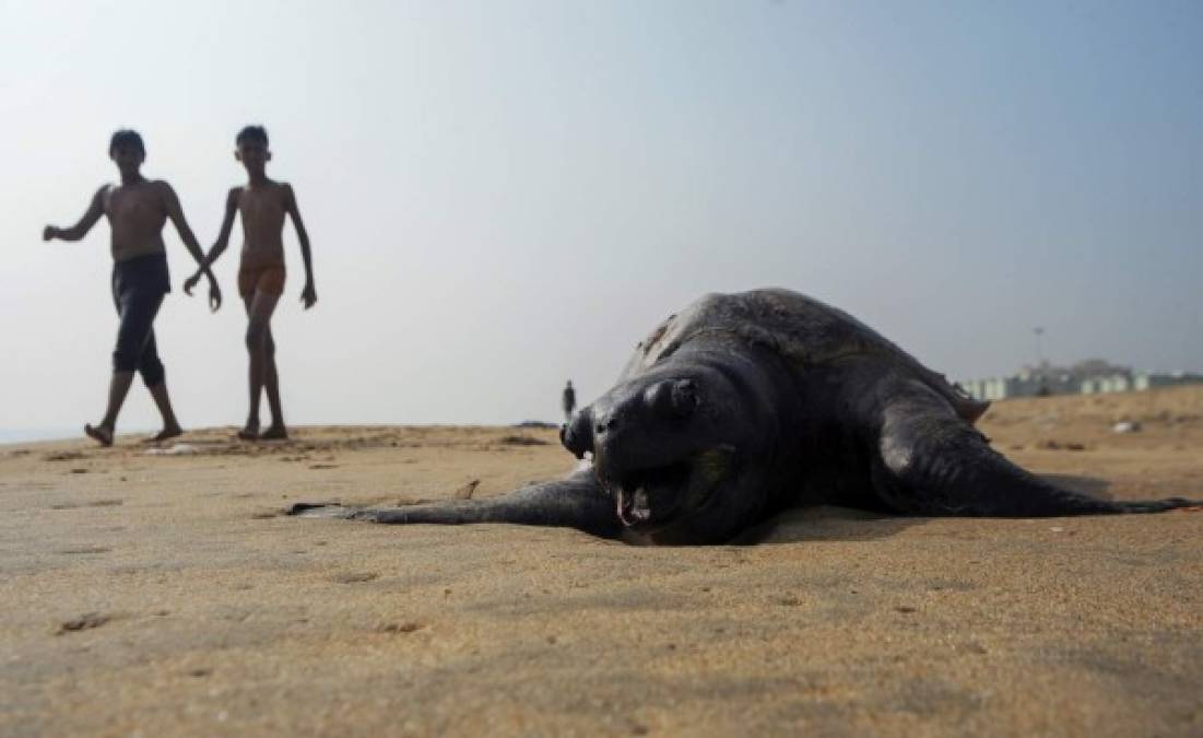 INDIA. Tortuga muerta. Tortuga Olive Ridley que había encallado tras ser golpeada por un barco pesquero. Foto: AFP/ARUN SANKAR