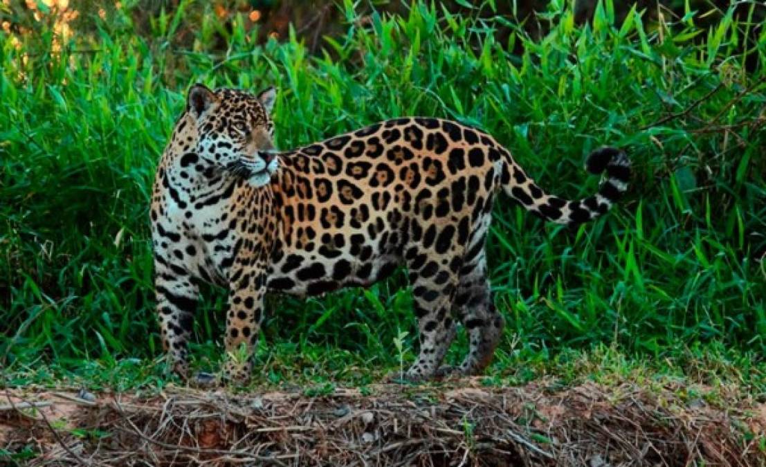 En una reseña realizada por sitio 'The Explorers' este felino llamó la atención de los mayas por el poder que posee. El nombre del jaguar es Tata ‘B’alam que significa “Rey”, rey de la jungla.