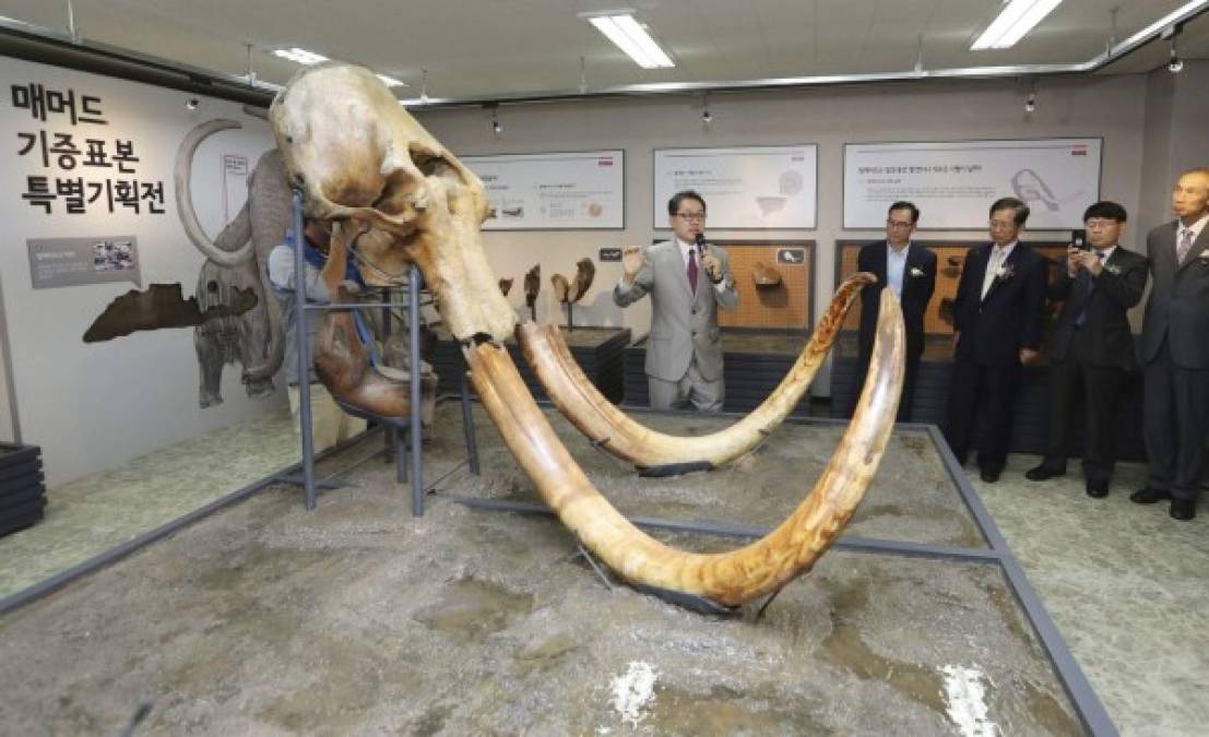 MUSEO. Mamut en Corea del Sur. El cráneo y cuernos de un mamut son expuestos en el Natural Monument Center en Daejeon al sur de Seúl. Foto: EFE/Yonhap
