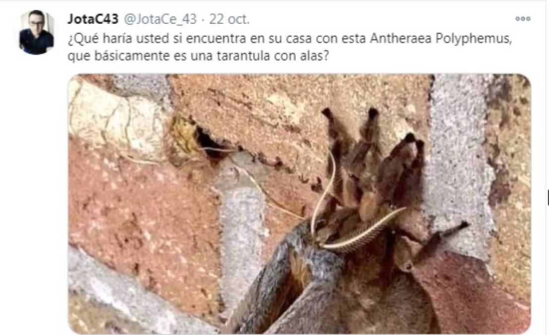 A pesas de su desagradable aspecto visual, esta polilla es inofensiva para el ser humano, se alimenta de cortezas de árboles.