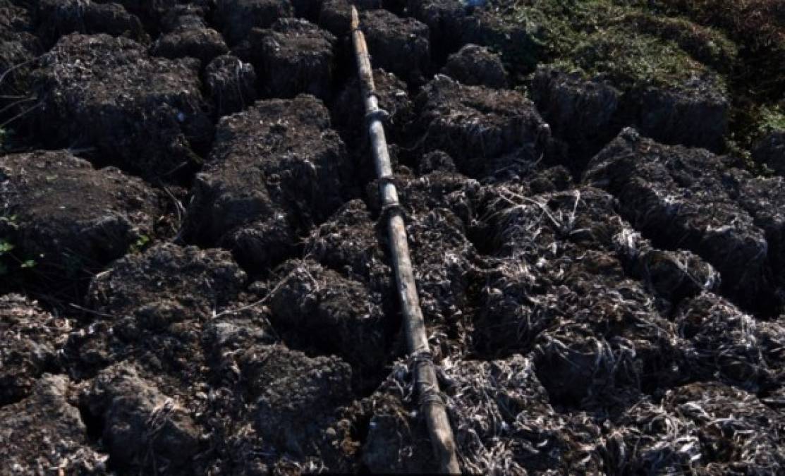 La Laguna de Jucutuma se secó completamente debido a la disminución de las lluvias y el uso de agua para fines agrícolas y ganaderos. AFP