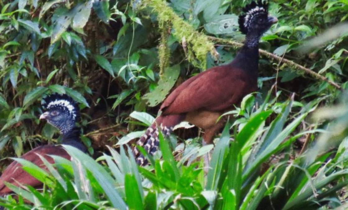 El curassow se ha agotado debido a la caza, pero es común en Ciudad Jaguar.