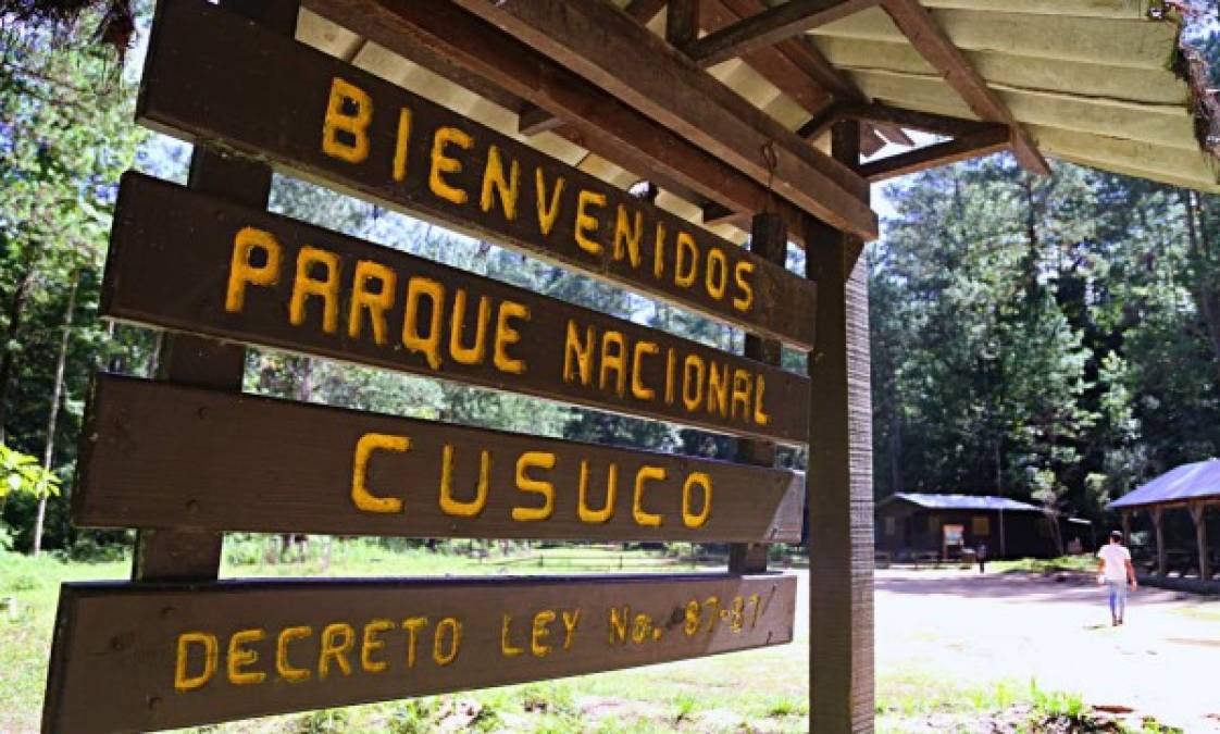 A una altura de entre los 1,500 y 2,450 metros sobre el nivel del mar se encuentra el Parque Nacional Cusuco, considerado el corazón de la montaña de El Merendón.<br/>