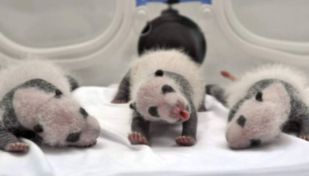 Tres pandas adorables   