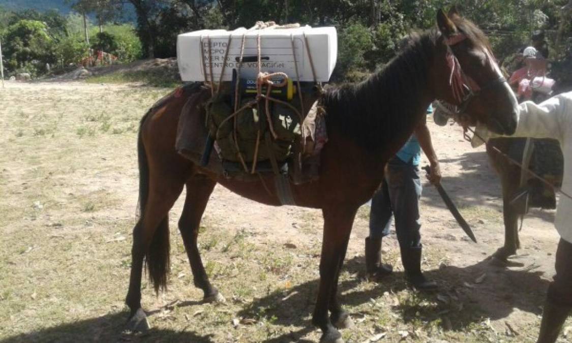 Para logar el objetivo de lograr la entrega de todas las maletas, se echó mano de todo medio de transporte disponible, incluso mulas.