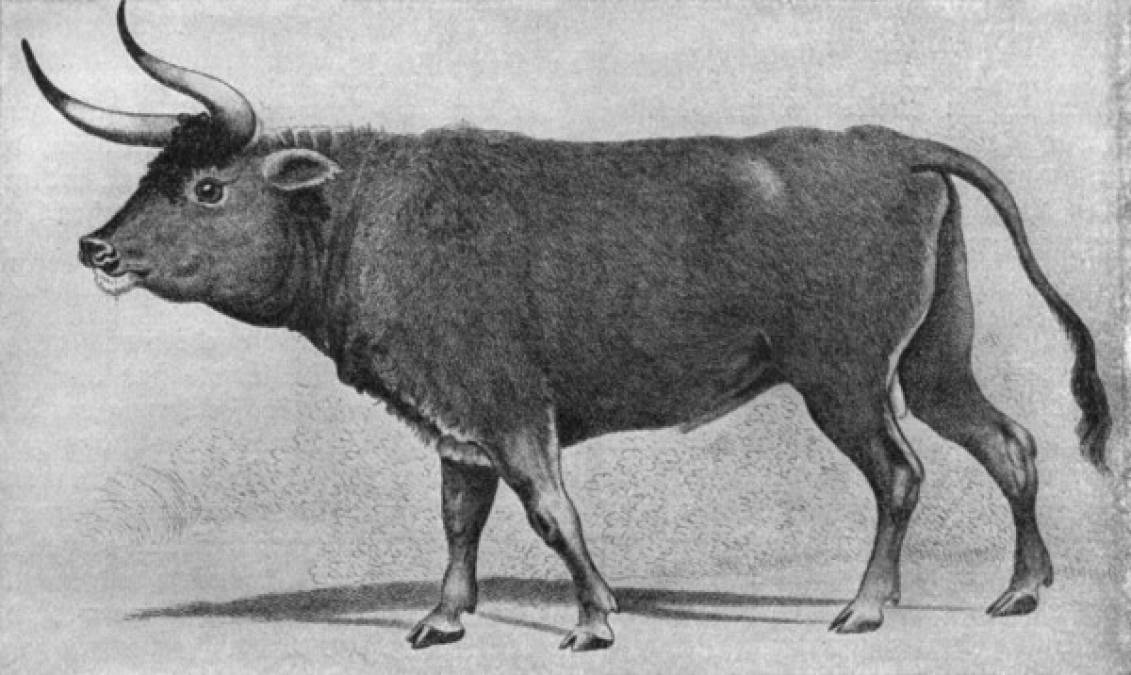 Al toro salvaje conocido como URO, se le considera el antepasado de muchas de las especies de ganado vacuno. Era grande (hasta dos metros de alto) y muy fuerte y robusto. De acuerdo con ciertos registros, los últimos ejemplares murieron alrededor del año 1627.