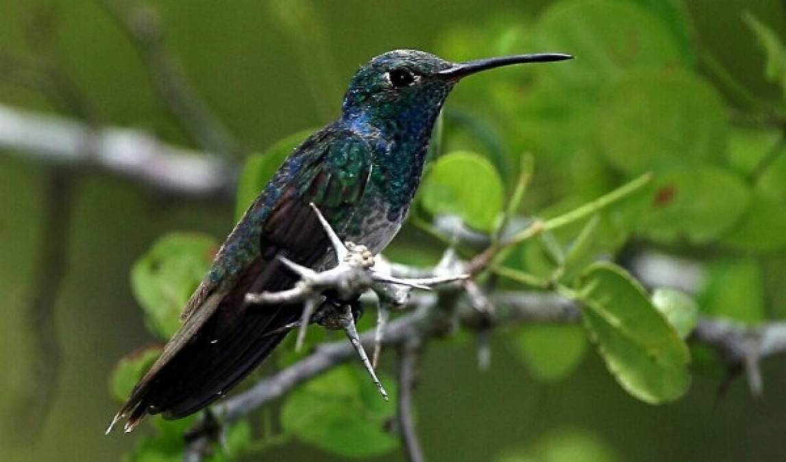 El colibrí esmeralda de Honduras, una especie que es localmente común en bosques del río Aguán superior, en el departamento de Yoro. También es común en el departamento de Santa Bárbara a lo largo de la cuenca del río Ulúa a la altura de los municipios San Vicente Centenario, Santa Bárbara y Colinas.
