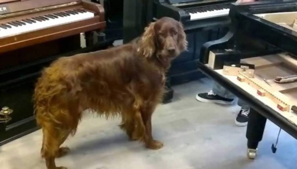 El perro pianista y cantante