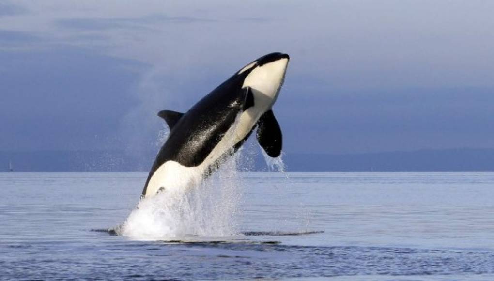 Orcas, las cazadoras más inteligentes