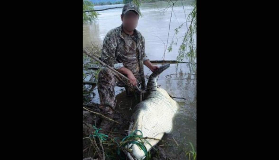 Unas fotos que circularon en abril en redes sociales de un hombre donde se mostraba con un cocodrilo a orillas del Río Ulúa también generó bastante indignación. El acusado se presentó ante las autoridades y dijo que el animal lo encontró ya muerto. <br/>