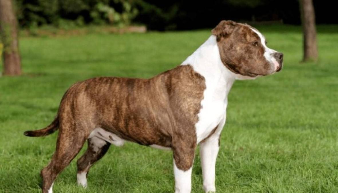 American Staffordshire Terrier