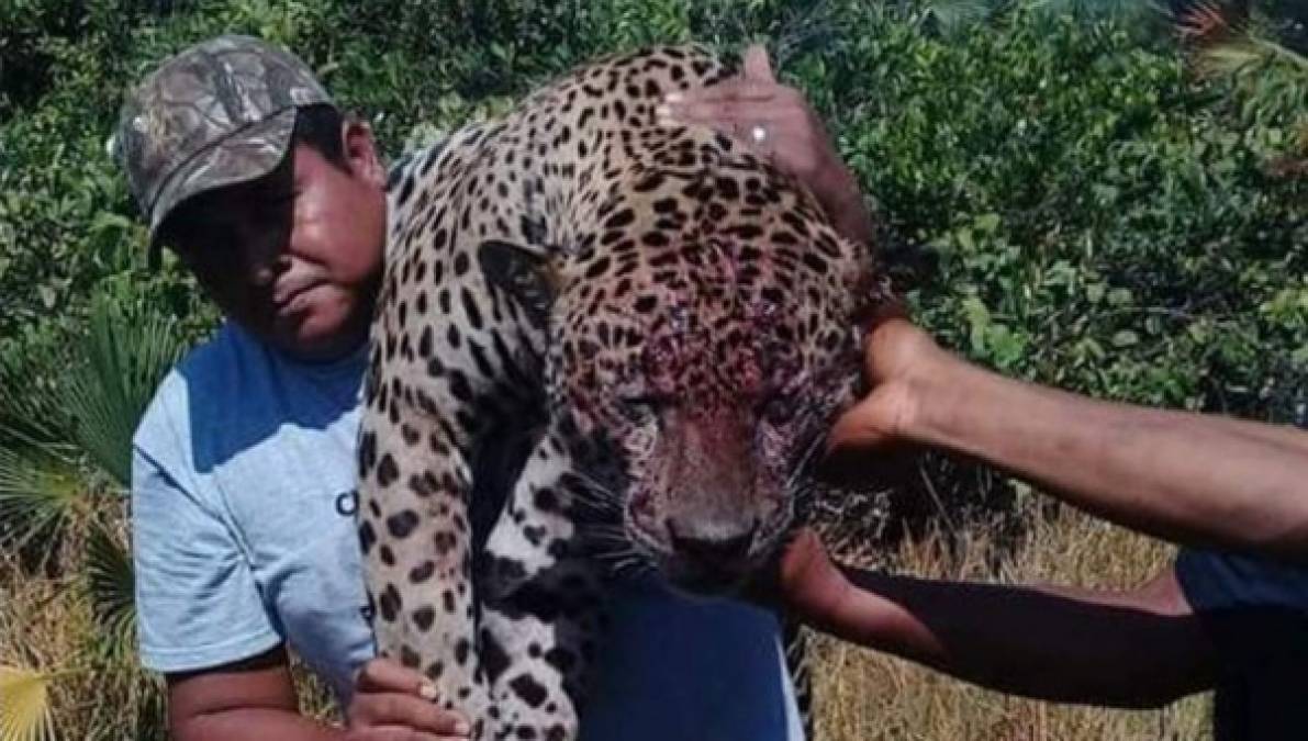 Recientemente, trascendió en redes sociales cuando pobladores de La Mosquitia al parecer cansados de que el jaguar les comiera el ganado decidieron matarlo.