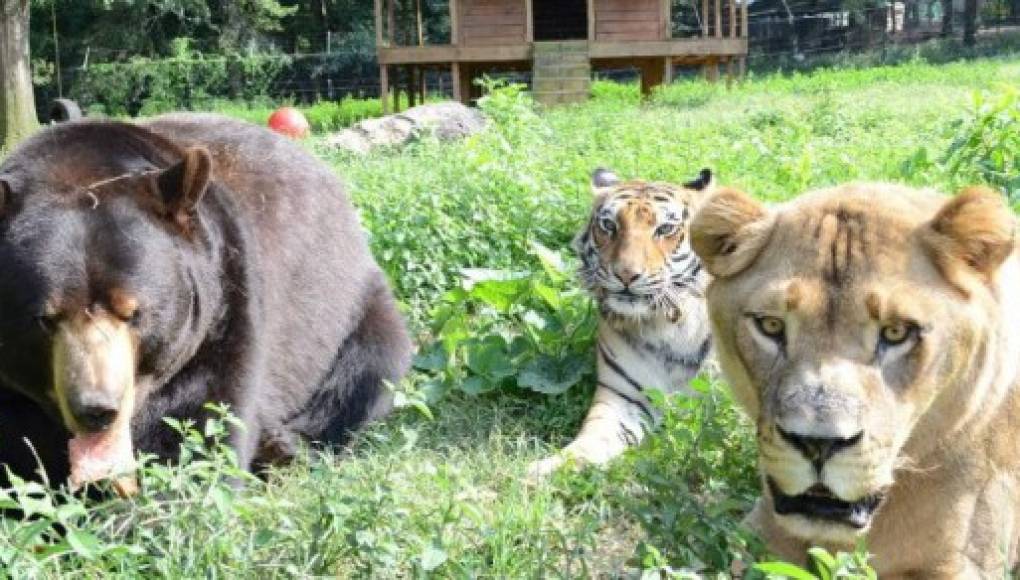 Amistad entre una leona, oso y tigre