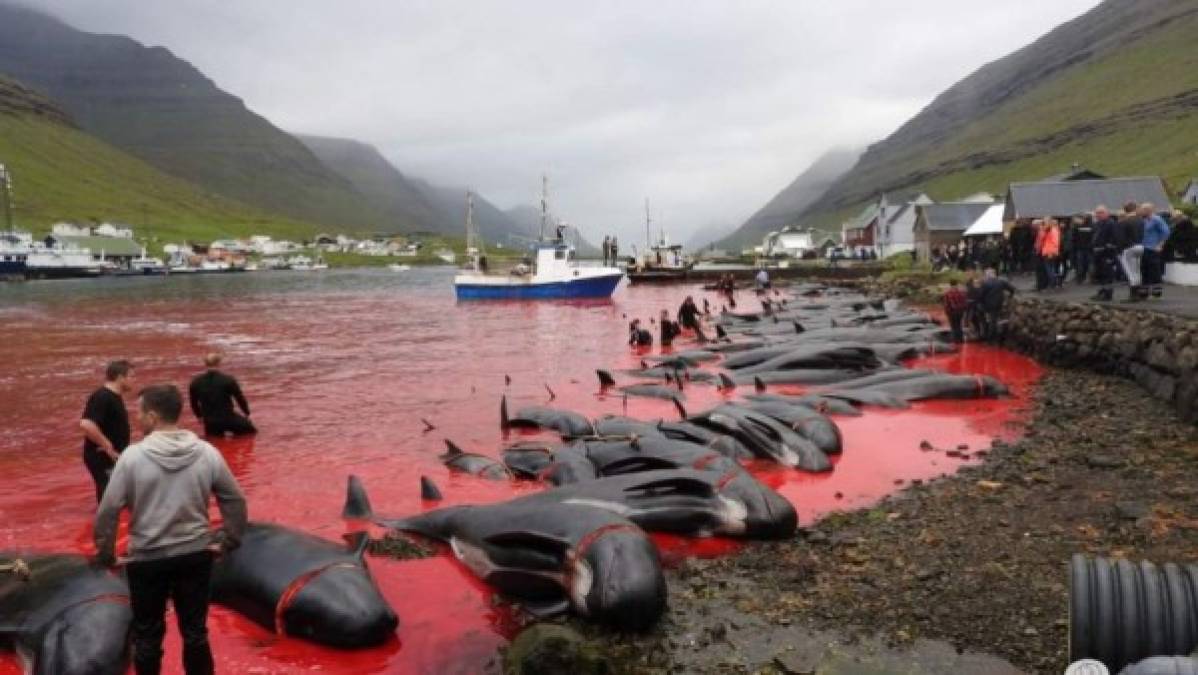 Dinamarca. Masacre de ballenas <br/>Los pobladores de las Islas Feroe realizaron la “tradicional” matanza de ballenas y delfines, sumamente criticada por diversas organizaciones.<br/>