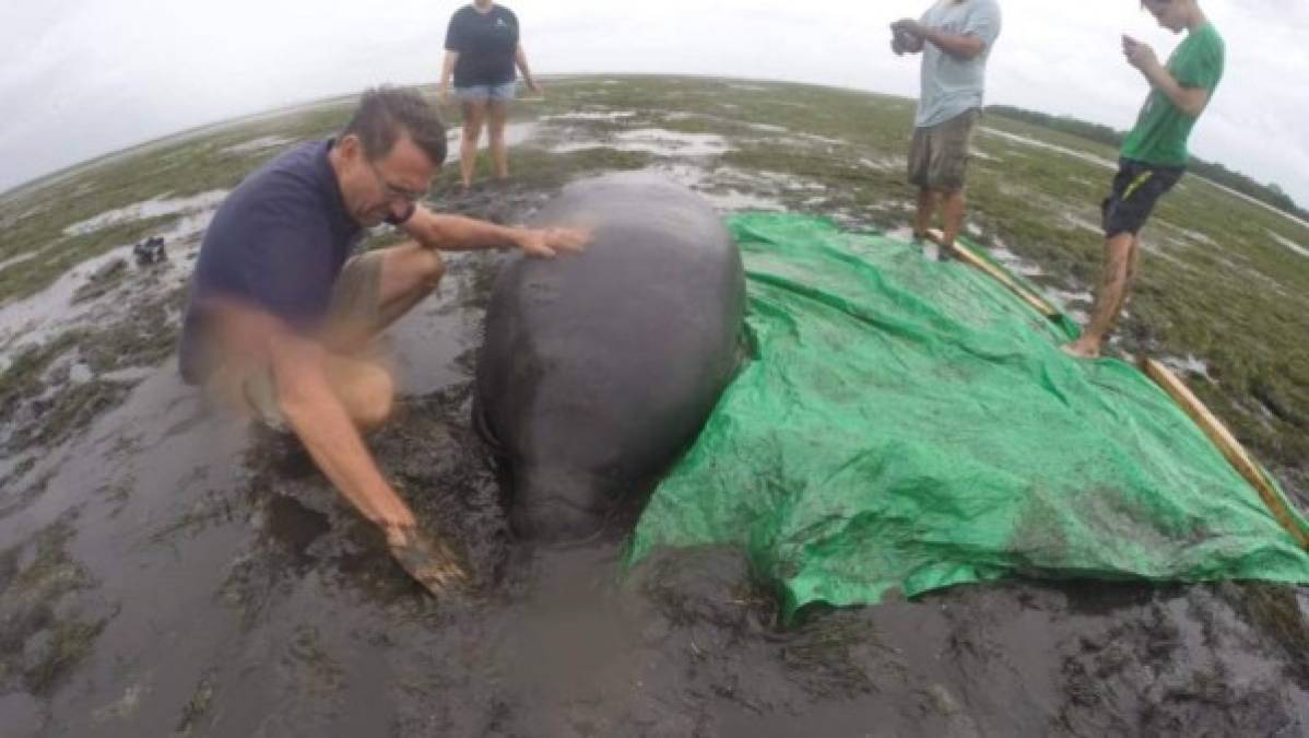 Un ciudadano de Tampa intenta devolver al mar a un manatí que quedó varado tras la retirada del agua de la Bahía.