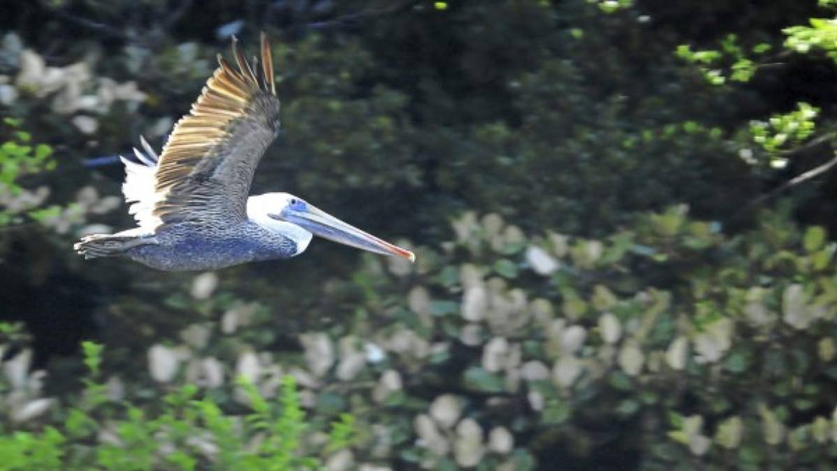 La isla Cañones es el hábitat para miles de pelicanos.
