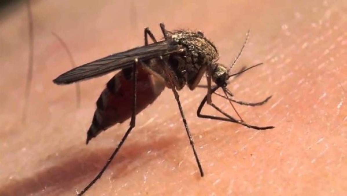 Dengue - El virus del dengue apareció por primera vez en la década de 1950 en Filipinas y Tailandia, y desde entonces se ha extendido por las regiones tropicales y subtropicales del mundo. Hasta el 40% de la población mundial vive en áreas donde el dengue es endémicoAunque la tasa de mortalidad por dengue es más baja que la de algunos otros virus, en un 2.5% el virus puede causar una enfermedad similar al Ébola llamada fiebre hemorrágica del dengue.