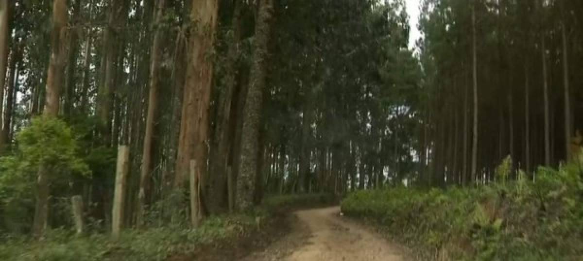 El cuerpo del jugador Daniel Correa Freitas fue encontrado en Sao José dos Pinhais el 27 de octubre , en un bosque cerca de una carretera rural en Colonia Grebe