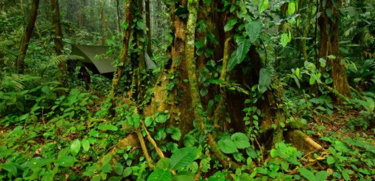 La expedición se realizó en lo más profundo de la selva tropical de La Mosquitia en la Ciudad Blanca donse se han descubierto maravillas ecológicas.<br/><br/>Durante la misión los investigadores también descubrieron 22 especies que nunca antes han sido registradas en Honduras. En total, el equipo documentó 246 especies de mariposas y polillas, 30 murciélagos, 57 anfibios y reptiles.<br/><br/><br/>