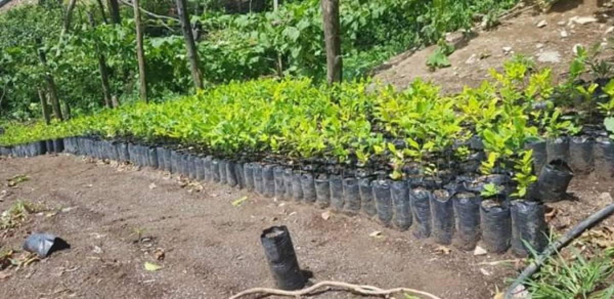 Lo insólito del hallazgo es que en la zona se encontraron arbustos de coca que eran cultivados en un vivero.