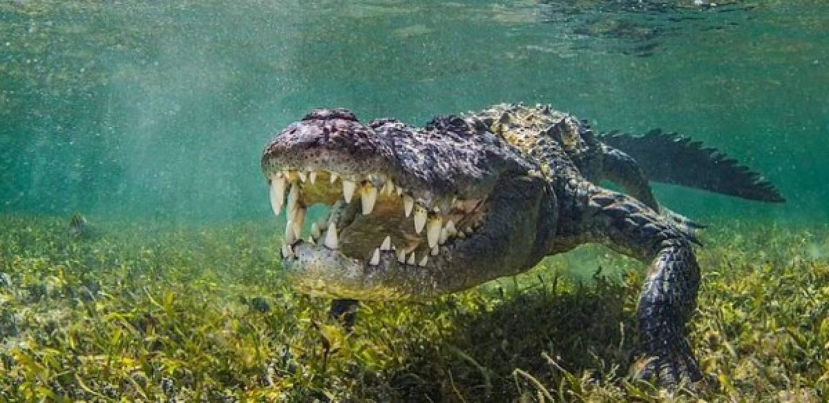 Desconociendo el peligro que les acechaba, los turistas ingleses se lanzaron a las aguas. Repentinamente, Melissa fue arrastrada bajo el agua.