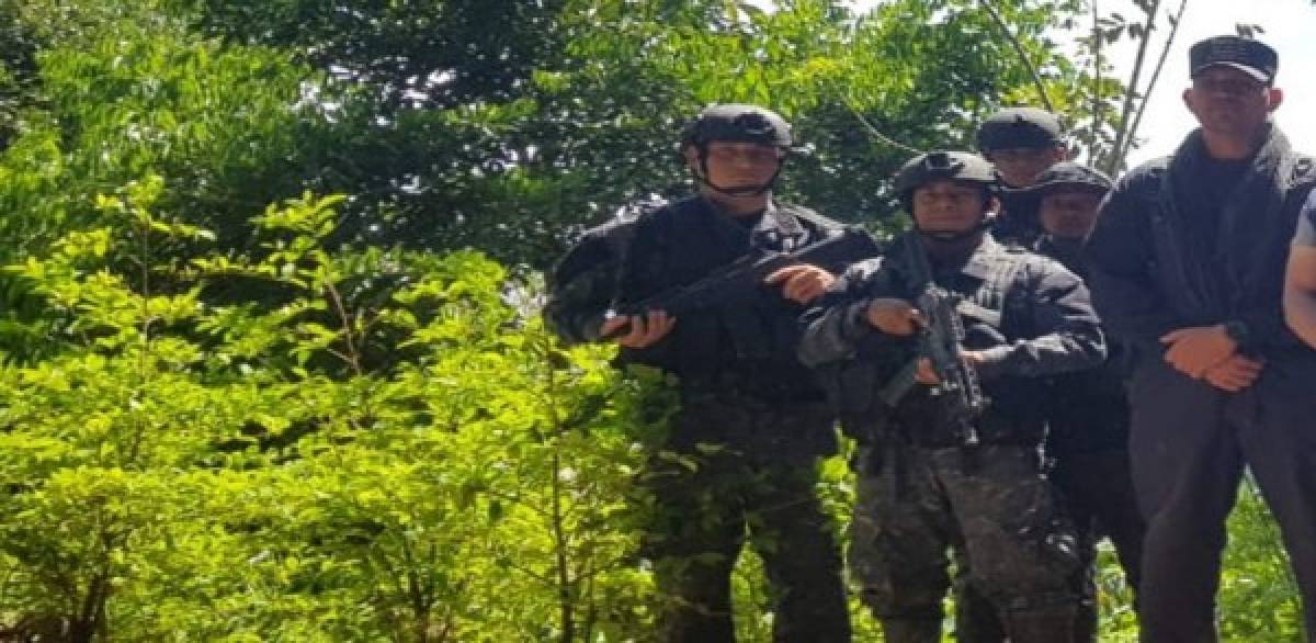 El despliegue policial se desarrolló este viernes en el cerro El Guanacaste el municipio de Iriona, en el departamento de Colón.